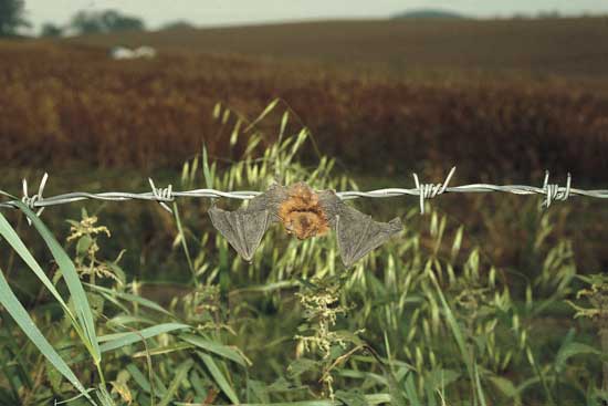 Methods for Bat Conservation